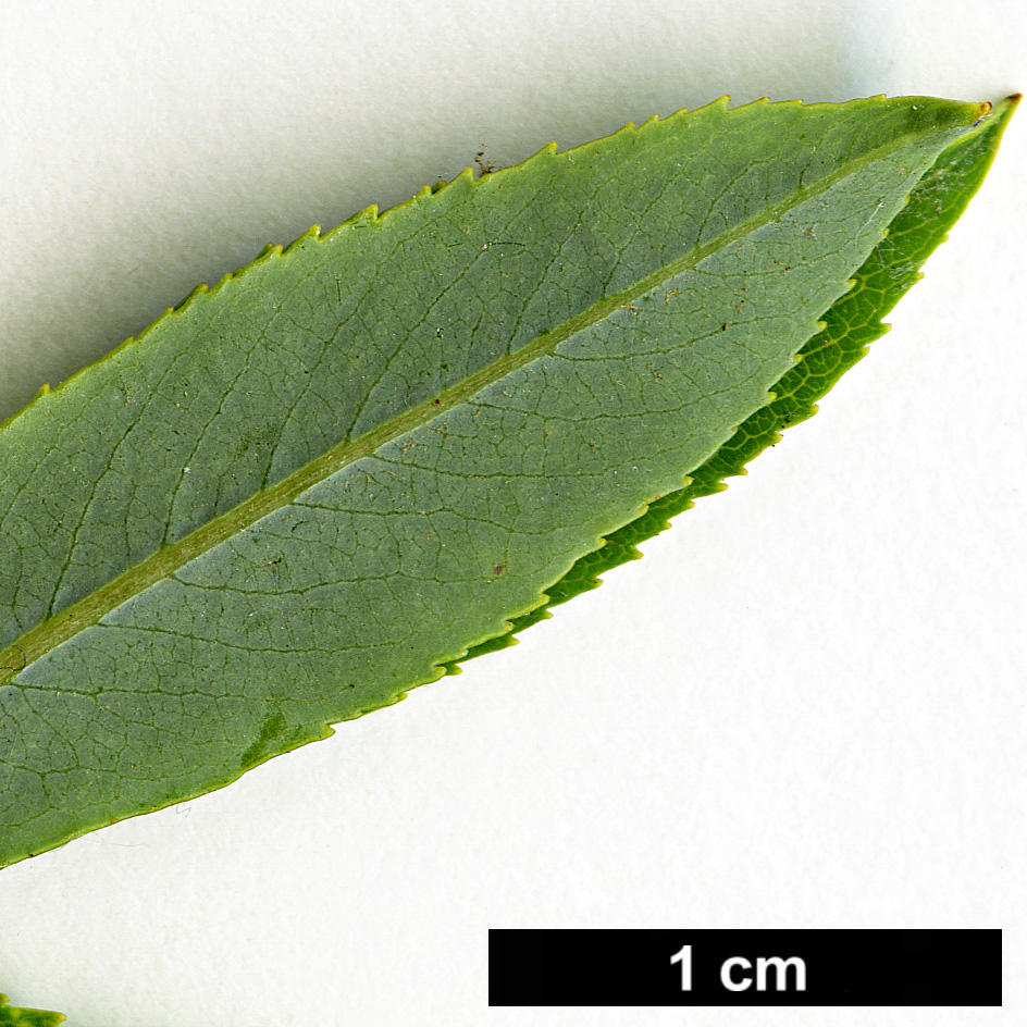 High resolution image: Family: Salicaceae - Genus: Salix - Taxon: purpurea - SpeciesSub: var. purpurea